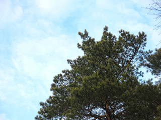 Obraz premium the top of fluffy pines against the blue sky