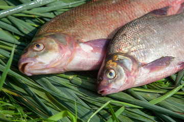 Two big freshwater common bream fish on green reed..