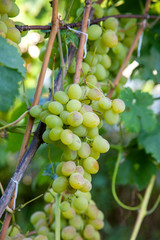 Bunch of green grapes in the garden