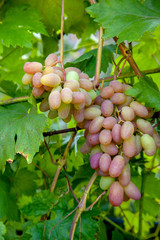 Bunch of pink grapes with big berries in the garden.