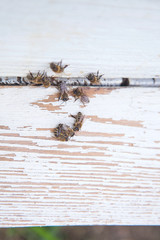 Plenty of bees at the entrance of white beehive in apiary..