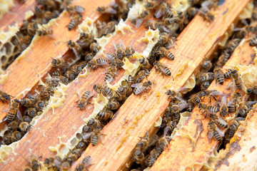 Close up view of the bees swarming on a honeycomb..