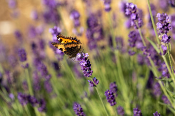 Colorful Butterfly on the blooming lavender flowers