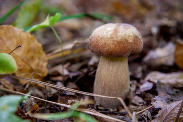 Single Boletus mushroom in the wild. Porcini mushroom grows on the forest floor at autumn season..