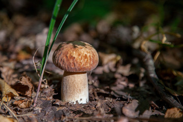 Single Boletus mushroom in the wild. Porcini mushroom grows on the forest floor at autumn season..