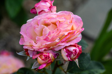 pink roses flowers on the branch in the garden