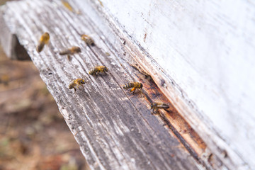 Swarming bees at the entrance of white beehive in apiary..