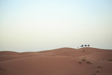 Fototapeta na wymiar camellos en el desierto