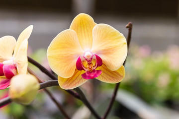 Colorful orchid over blurred background, orchid flower garden in Thailand, outdoor day light