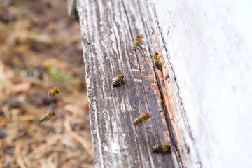 Swarming bees at the entrance of white beehive in apiary..