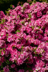 Pink Japanese Azalea on the branch in the garden