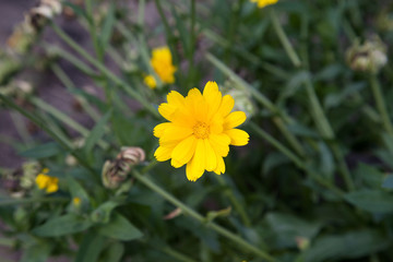Calendula blooming in the garden. Yellow flowers and green leaves.  .