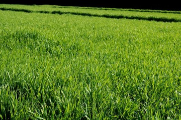 麦　青葉　田舎　風景　杤木