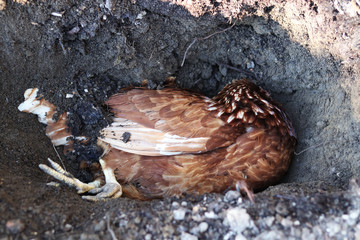 Dead chicken in hole in the ground. Last resting place for the hen. The question of life and death. Funeral. Bird Lifeless lies on the down in the hole