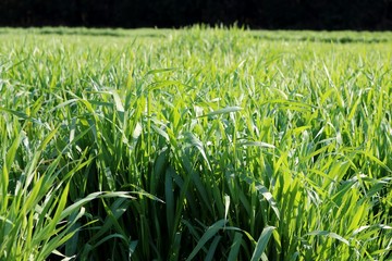 麦　青葉　田舎　風景　杤木