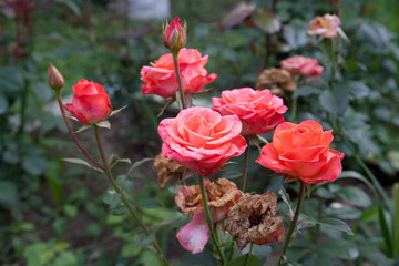 Beautiful rose bush growing in the garden.