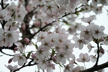 pink cherry blossoms high up on the cherry tree, close up