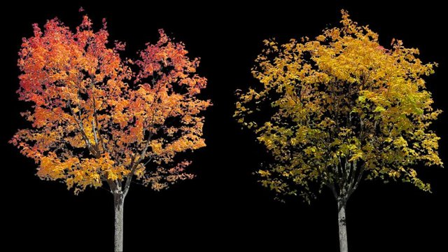 High quality 10bit footage of autumn trees on the wind isolated with alpha channel. perfect for compositing. Made from 14bit RAW