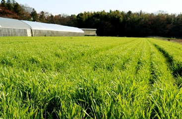 麦　青葉　田舎　風景　杤木