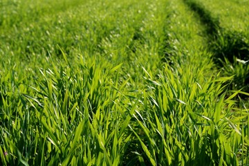 麦　青葉　田舎　風景　杤木