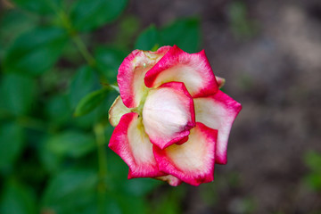 Beautiful red rose bush growing in the garden.