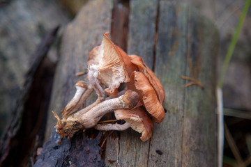 Wild forest mushrooms honey agarics in the forest..