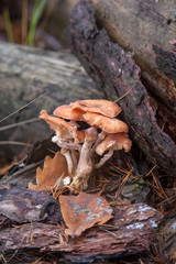 Wild forest mushrooms honey agarics in the forest..