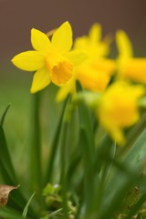 Obraz premium Group of yellow daffodils in spring in green gras, narcissus