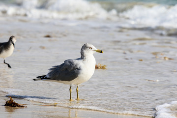 Fototapeta na wymiar Seagulls on the sandy beach of the Miami, USA