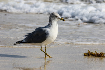 Seagulls on the sandy beach of the Miami, USA