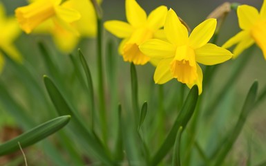 Group of yellow daffodils in spring in green gras, narcissus
