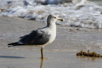 Seagulls on the sandy beach of the Miami, USA