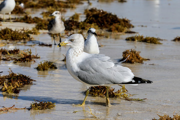 Seagulls on the sandy beach of the Miami, USA