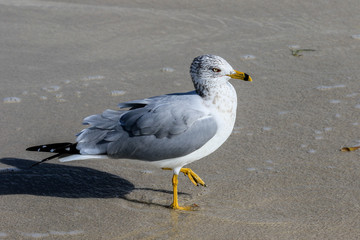 Seagulls on the sandy beach of the Miami, USA