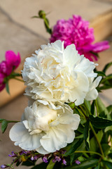 bud of pink and white peony flower in garden