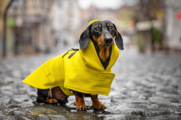 Little sad black and tan dachshund wearing bright yellow raincoa