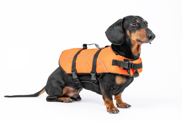 Adorable black and tan dachshund wearing special ginger suit for