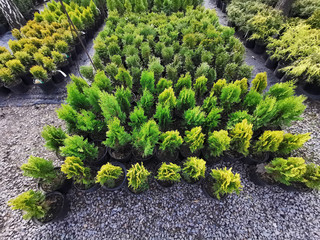 Thuja in the nursery. Nursery with coniferous seedlings.