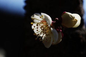 梅の花