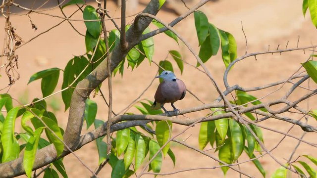 Red collared dove or Red turtle dove (streptopelia tranquebarica) perching on tree branch. Cute bird relaxing on the tree.