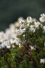 Schneeheide (Erica carnea)