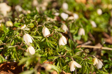 Early flowers of the Wood anemone (Anemone nemorosa) - flowers in March