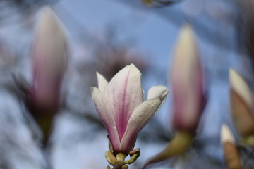 Fototapeta na wymiar Magnolienblüte (Magnolia)