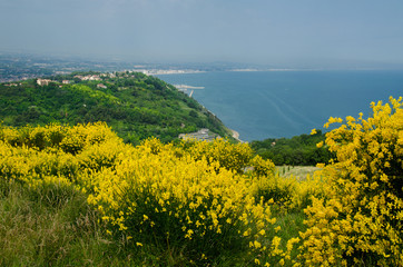 Flowers near the sea
