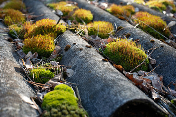 The roof on the old roof is covered with moss. Soft selective focus...