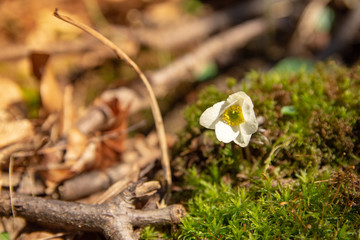 Early flowers of the Wood anemone (Anemone nemorosa) - flowers in March