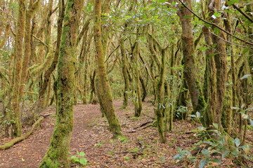 Evergreen rainforest in Garajonay national park