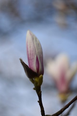 Magnolienknospe (Magnolia)