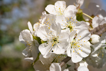 Flowering cherry tree branch. Pear tree flowers and buds. Place for text.