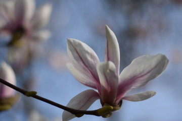 Fototapeta premium Magnolienblüte (Magnolia)